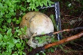Objav kostry v pohorí Tribeč je o krok bližšie k vyriešeniu: Neznámy muž dostal po rokoch opäť tvár