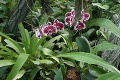 V botanickej záhrade vyšľachtili vlastný druh orchidey: To, čo majú v Nitre, neuvidíte ani v tropických pralesoch!