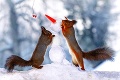 Náruživé veveričky v akcii: Bozkávajú snehuliaka