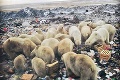 V Rusku vyhlásili kvôli invázii ľadových medveďov mimoriadny stav: Fotky, ktoré nepotrebujú komentár