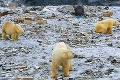 V Rusku vyhlásili kvôli invázii ľadových medveďov mimoriadny stav: Fotky, ktoré nepotrebujú komentár