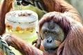 Nevera v zoo: Testy DNA odhalili prekvapivú pravdu o malom orangutanovi, toto nečakali ani chovatelia