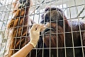 Nevera v zoo: Testy DNA odhalili prekvapivú pravdu o malom orangutanovi, toto nečakali ani chovatelia