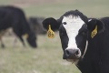 Čo sa to u nich deje?! Poľsko ohlásilo prípad atypickej formy choroby šialených kráv