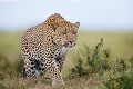 Krutá smrť: Dievčatko († 4) sa hralo pred domom, zabil ho leopard