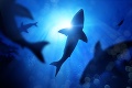 Chlapca napadol žralok, následné testy DNA prekvapili: Nad výsledkom sa divili aj odborníci