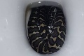 Hrôza v Austrálii: Ženu uhryzol had, kým sedela na záchode!