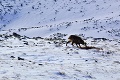 Zimné prikrmovanie v Tatrách: Kamzíkom nosia potravu horolezci