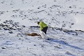 Zimné prikrmovanie v Tatrách: Kamzíkom nosia potravu horolezci