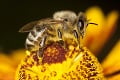 Čo nastane, keď vyhynú včely? Následky pre ľudí budú mimoriadne hrozivé