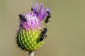 Čo nastane, keď vyhynú včely? Následky pre ľudí budú mimoriadne hrozivé