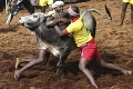 Krotenie býkov v Indii sa skončilo tragicky: Zomreli dvaja ľudia a 41 je zranených