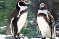 Pred 2 mesiacmi ukradli zo zoo dvoch tučniakov: Neuveríte, kde ich policajti objavili