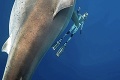 Potápačka Ocean má za sebou dychberúci zážitok: Rande so žralokom
