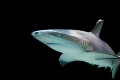 Pri pobreží Havaja spozorovali obrovského žraloka: Samica má dĺžku až šesť metrov