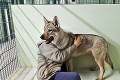 Otrasný prípad týrania psa pobúril Slovensko: Wolfimu do krku zacvakli kovovú karabínu