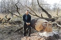 Invázia premnožených hlodavcov v Gabčíkove: Chlpatí drevorubači zničili tisícky stromov