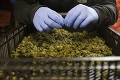 Ďalšia krajina schválila predaj marihuany: Prvé miesto, kde bude legálna aj jej výroba