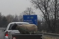 Fotka z českých ciest, ktorá vytočí každého milovníka zvierat: Toto vodič nemohol myslieť vážne!