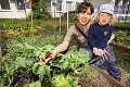 Užitočná aktivita Račanov: Zeleninu pestujú spoločne medzi panelákmi!