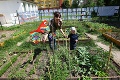 Užitočná aktivita Račanov: Zeleninu pestujú spoločne medzi panelákmi!