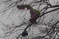 Paraglajdista sa na Záhorí zachytil v korune stromu: Kto lietal okolo?
