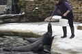 Košická zoo úplne ožila Vianocami: Deti zdobili stromčeky, pozrite, z čoho sa tešili zvieratká!