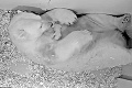 V berlínskej zoo porodila ľadová medvedica: Neuhádnete, koľko počas gravidity pribrala!
