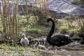 Zoologická záhrada v Bratislave má za sebou výnimočné obdobie: Zvierací baby boom!