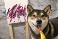 Manželia si založili perfektný biznis: Pes im zarobil obrazmi 4 000 €