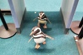 Najbizarnejšie fotky z letiska: Tučniaky, hladný mýval aj muž strčený v skeneri