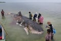 Na pobreží Indonézie objavili mŕtvu veľrybu: Obsah jej žalúdka je hanbou pre ľudstvo