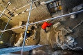 Pompeje vydali ďalšie svedectvo besnenia sopky: Pozrite si najnovší nález archeológov