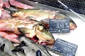 Živé ryby zoženiete aj na Štedrý deň, ceny išli nahor: Kde v Bratislave kúpite najlacnejšieho kapra?
