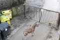 Dráma v českej zoo: Samcovi zebry rupli nervy, neskutočné, čo všetko v tom záchvate vyviedol