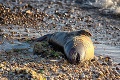 Hororový nález: V zálive ležali mŕtve mláďatá bez hláv