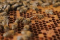 Jedinečný projekt Zachráň včely zabojuje o mastnú sumu: Srdce úľa odhalí aj votrelca