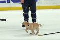 Na ľade nikdy nebolo tak roztomilé stvorenie: Malý chlpáč pomáha hráčom NHL na trénigu