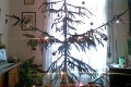Pri pohľade na fotku od Lucky, nebudete vedieť, či sa smiať alebo plakať: Je toto vôbec vianočný stromček?!