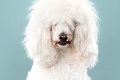 Účesy, ach tie účesy: Fotografka zverejnila rozkošné snímky psíkov s novým imidžom