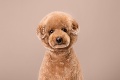 Účesy, ach tie účesy: Fotografka zverejnila rozkošné snímky psíkov s novým imidžom