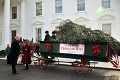Trumpovcom priviezli vianočný stromček, ktorý bude zdobiť Biely dom: Ten je ale obrovský!