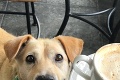 Fotka smutného psíka obletela svet: Zistíte, čo mu vyviedli majitelia, puknete od hnevu
