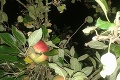 Naďu čakalo doma po návrate z dovolenky prekvapenie: Dobre si prezrite fotky jablone, TOTO sa tak často nevidí!