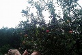 Naďu čakalo doma po návrate z dovolenky prekvapenie: Dobre si prezrite fotky jablone, TOTO sa tak často nevidí!