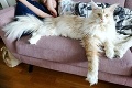 Mačke Lotus patrí celý gauč: Som najväčšia cica na svete