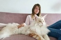Mačke Lotus patrí celý gauč: Som najväčšia cica na svete