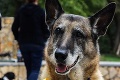 Dojímavé priateľstvo Diany a jej štvornohej lásky Alika: Zo slepého psíka z útulku vypiplala šampióna