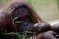 V parížskej zoo sa narodila samička orangutana: Fotky šťastnej mamy s dcérkou roztápajú srdcia