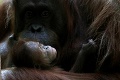 V parížskej zoo sa narodila samička orangutana: Fotky šťastnej mamy s dcérkou roztápajú srdcia